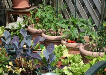 Growing YOur Own Food