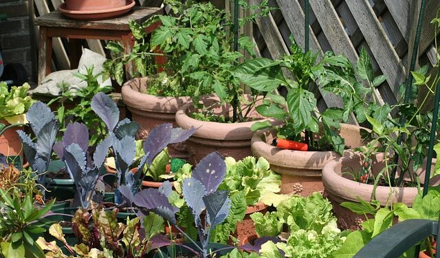 Growing YOur Own Food